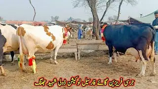 Jersey Friesian Cow For Sale In Doli Shaheed Mandi 2022