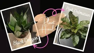 Plant Vlog | Aglaonema Pink Dalmatian | Sansevieria Black Dragon Unboxing | NaturallyNesh