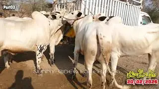 Today Domail Mandi Fatehjang Rate&rsquo;s update20/Feb2026-Part03Sunny Video Fateh Jang Cow Mandi 2026