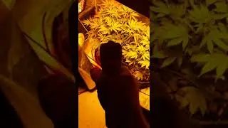 First mini grow in tents (Blue Cookies)