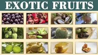 Exotic Fruits || Exotic Fruits Name in English with Pictures || Name of Exotic Fruits