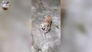 Funniest Cats and Dogs Videos 2026🐈🐕Try Not To Laugh😜 Part 39