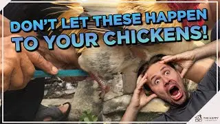 Common Chicken Foot Problems: Causes, Symptoms, Treatment, and Prevention