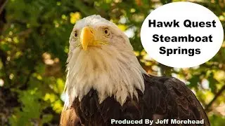 Hawk Quest