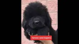 COMPAGNI A 4 ZAMPE: LA RAZZA TERRANOVA