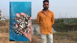 Monosex Tilapia Fish Farming | Monosex Tilapia  Seed Hatchery | Fish Farming | fish seed available