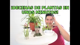 Como REPRODUCIR planta CINTA o MALA MADRE | Multiplicar lazo de amor