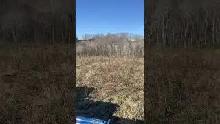 Frazier Fur pine trees. Dry fertilizer run