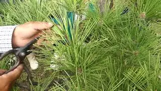 How to prune pine in autumn　松の剪定(2017秋)　葉もみ　④　Oct.2017　P1020833