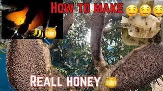 How Honey Is Made 🍯 | Honey Cutting Process | Village Style Beekeeping#honey#trending #viralvlogs