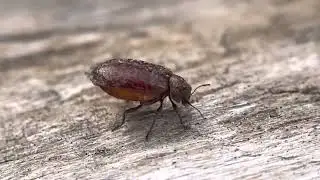 Death watch beetle, Family Anobiidae. Genus Xestobium