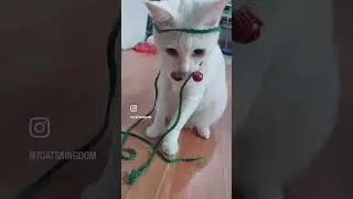 7CatsKingdom #shorts #cats #swag  #miyauchi