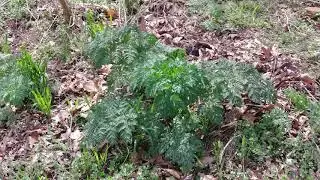 Control of hemlock, cocklebur, and horsenettle in pastures