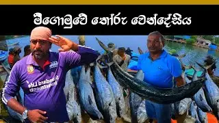 සද්ධන්ත තෝරු වෙන්දේසිය | unbelievable seer fish auction  🇱🇰💯🤑