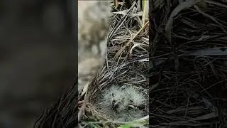 Chirpy Wonders: Skylarks Bird Babies - A Glimpse into the Nesting World! 🐦🌿
