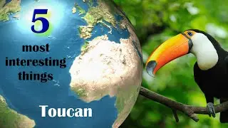 Toucan - 5 most interestimg things