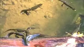 a season of newts