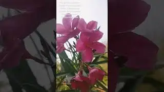 Beautiful colourfull Nerium oleander flowers#nature you tube shorts #garden
