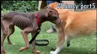 История о трудном приеме: как справиться с укусом собаки #fosterdog #adoptstrays #dogmom