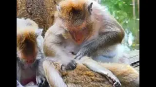 A nurturing moment of monkey unity, demonstrating how grooming keeps families close 🌱🙈💞