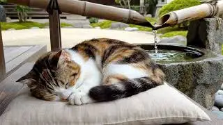 Deep Sleep ASMR | Zen Garden Water Sounds & Sleeping Calico Cat 🎋🧘&zwj;♀️