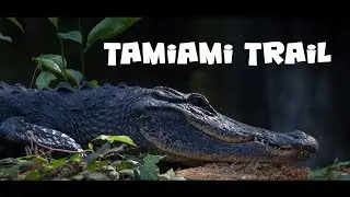 Bird and Wildlife photography along Tamiami Trail, Big Cypress National Preserve, Florida