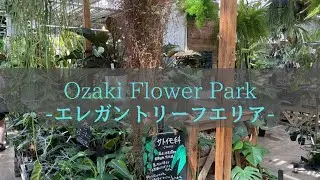 【東京都練馬区】「一鉢置けばエレガント」カラテア・蘭などが揃うエリア｜オザキフラワーパーク vol 1.1