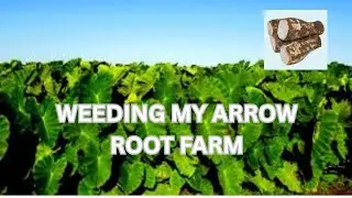 WEEDING MY ARROW ROOT FARM 