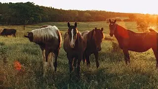 How Long Do Horses Live?🐴✨🕰️🌿