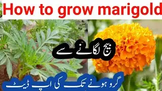 gende Ke Phool ugane ka Aasan tarika.گیندے کو گملے میں اگانے کا آسان طریقہ