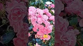 Beautiful rose garden Paris #ytshorts #mind_filling_dreams #flowers #trending #love #all #motivation