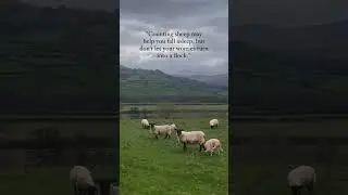 Counting sheep 😴💭🐑🐑