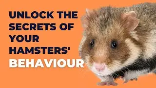 Unlocking the Secrets of Your Hamster's Behavior: Understanding Their Body Language
