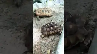 Torga the rescue has metabolic bone disease but she&rsquo;s doin better! Click comments link👍❤️🐢