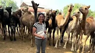 Day 20 National Research Centre on Camel, Bikaner 2 February 2026