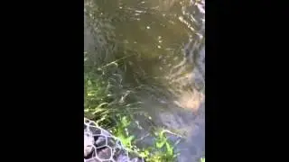 Georgia Water Snakes