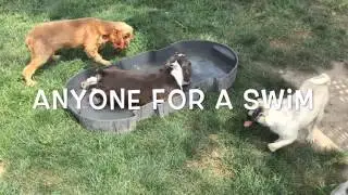 The Family Puppy Cares