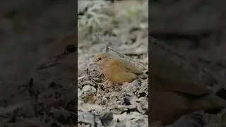 Rare Bird Sighting in Assam, India! 🚨 Meet the Blue-naped Pitta 🐦
