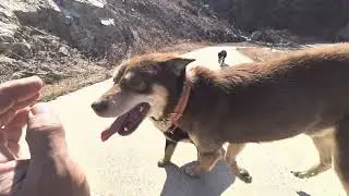 4시간 동안 진돗개 와 산행을 합니다.