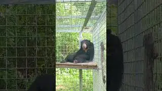 Beautiful sun bear Cantik relaxing on her new platform