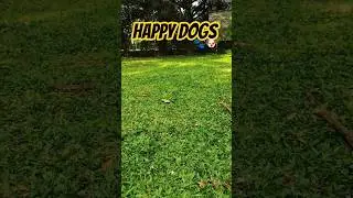 Happy Dogs, Fresh Morning 🐾 Nature Time with Bruno & Mayia 🐾🐶