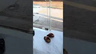 Моя 10-минутная прогулка в день #petelaosound