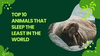 Top 10 Animals that sleep the least in the world | Top10theworld Channel