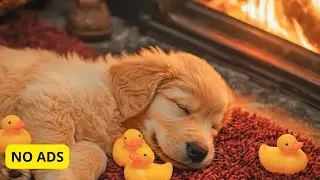 18 HOURS of Deep Sleep Dog Calming Music🐶🎵Anti Separation Anxiety Relief🐶🎵Dog Music 💖