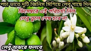 পচা ভাতে দুটি জিনিস মিশিয়ে লেবু গাছে দিন#ডিসেম্বরে এই পরিচর্যা নিলে লেবু গুনে শেষ হবে না।
