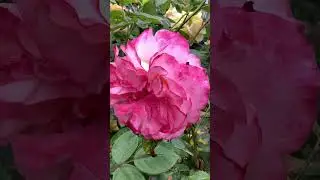 强香玫瑰系列 Fragrant Roses |Awards Winning Rachael Rose Augusta Louise Rose by Tantau May 20th 2025 #rose