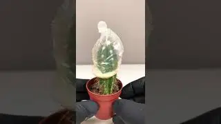 How to covered Cactus 🌵 with Balloon 🎈 😂 | Ex-No.639 | Funny Tricks #Balloon #Tips #Shorts #ytshorts