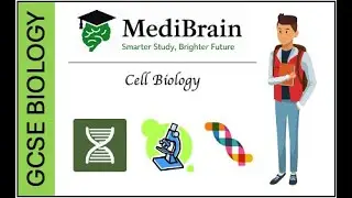 GCSE Biology: Cell Specialisation Exam Questions