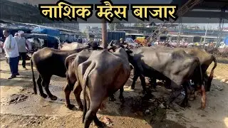 🤩 नाशिक म्हैस बाजार | Nashik Buffalo Market