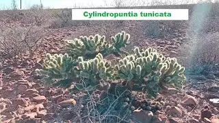 CACTUS Cylindropuntia tunicata  Baja California Sur, Mexico